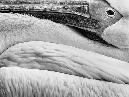 De pelikaan in de doos