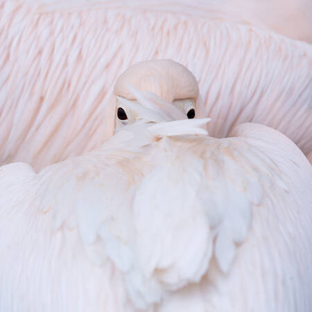 De blik van de pelikaan