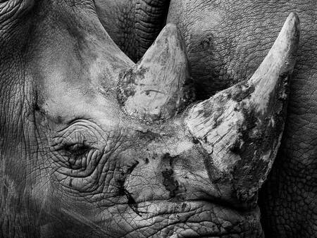 Neushoorn niet woest