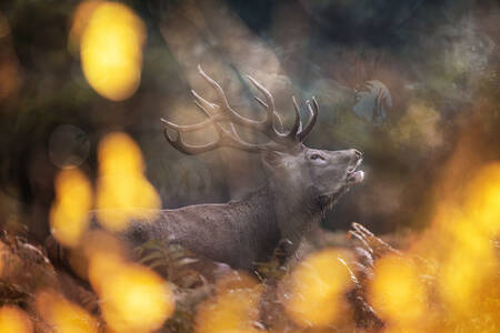 Een hert huilt op een herfstochtend