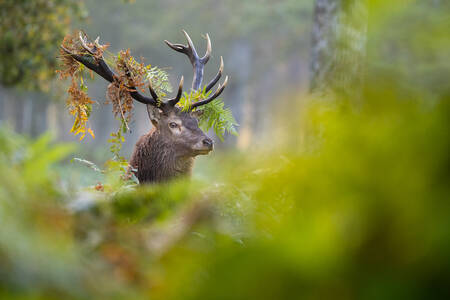 Een hert bedekt met varens in het bos tijdens de plakperiode