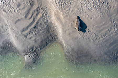 Een zeehond op zijn zandbank in de Baie de Somme
