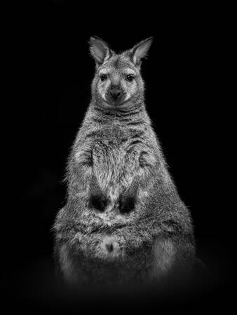 Een portret van een Wallaby