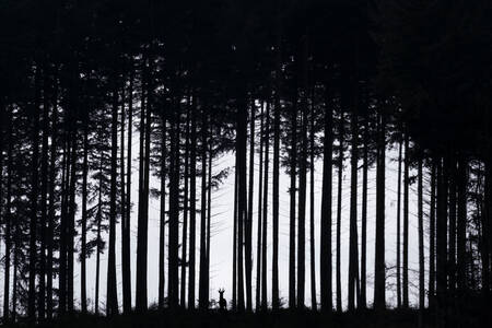 Een silhouet van een hert door het silhouet van een dennenboom