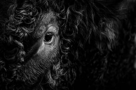 Taurine waakzaamheid