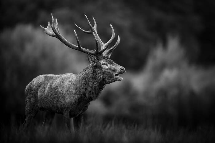 La puissance du brame du cerf