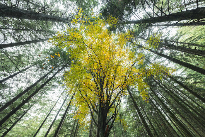 Le hêtre solitaire face aux sapins Le hêtre solitaire face aux sapins