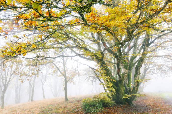 Les hêtres du Mont Beuvray dans le Morvan Les hêtres du Mont Beuvray dans le Morvan