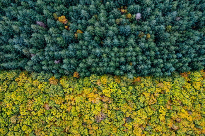 Une forêt de feuillus qui juxtapose une forêt de résineux dans le parc du Morvan Une forêt de feuillus qui juxtapose une forêt de résineux dans le parc du Morvan