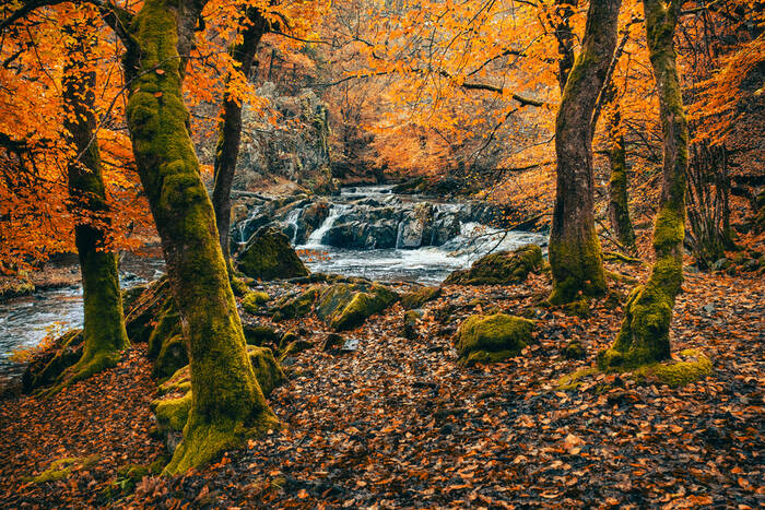une rivière en sous-bois dans une forêt du Morvan pendant l'automne une rivière en sous-bois dans une forêt du Morvan pendant l'automne