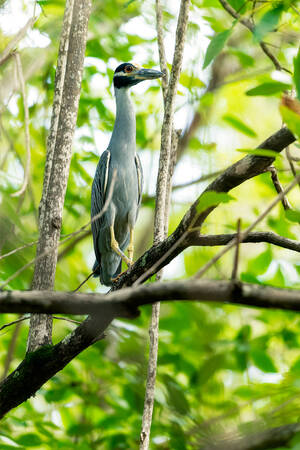 Krabba av trä Krabba av trä