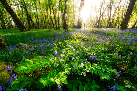 Vårens magi Vårens magi