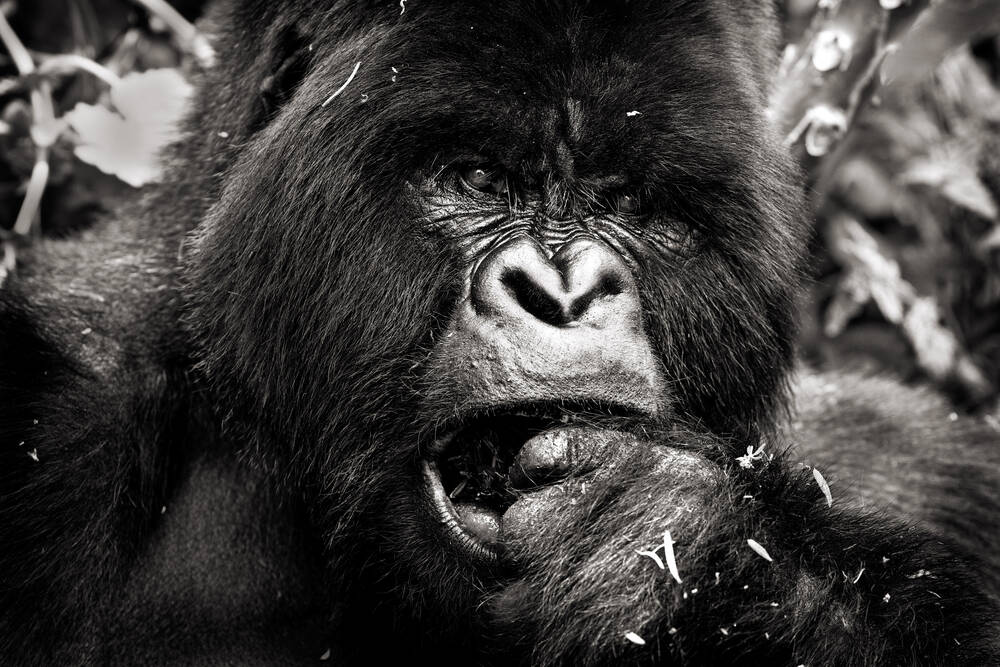 Angesicht zu Angesicht