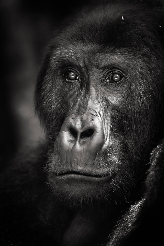 Porträt eines Grauer