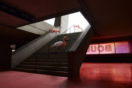 Pink flamingos in Boulogne