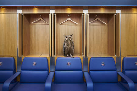 Hibou dans le vestiaire Hibou dans le vestiaire