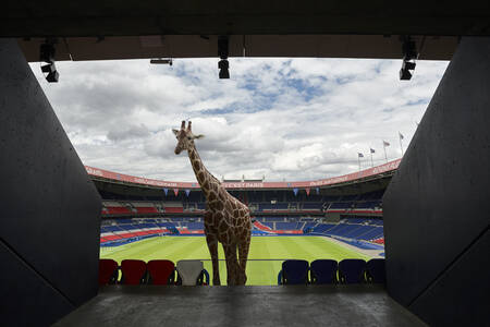 La girafe du virage Boulogne La girafe du virage Boulogne