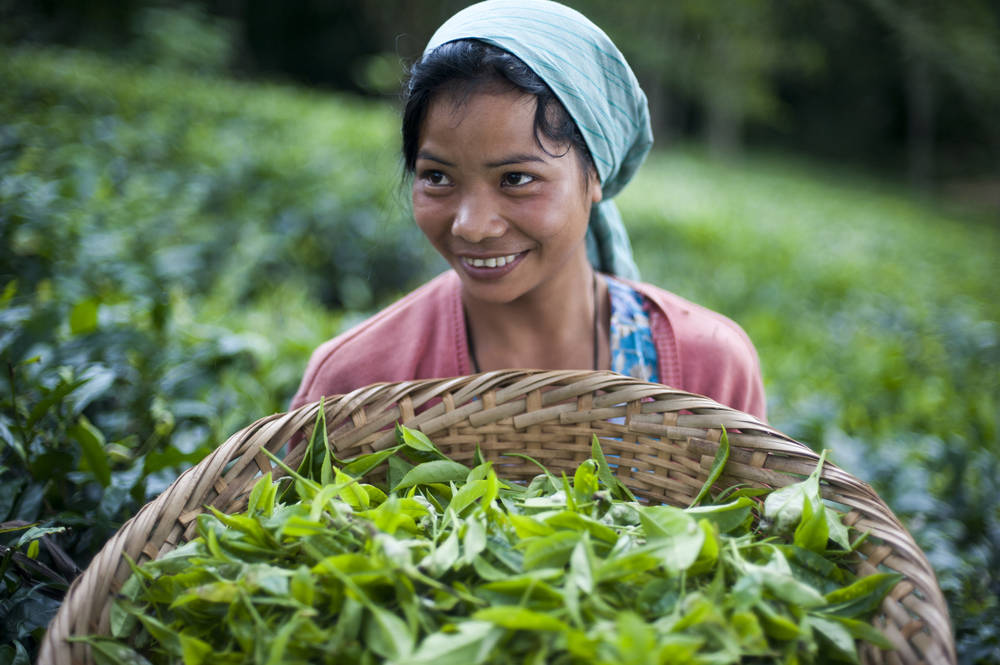 A girl collects tea - Photo et Tableau - Editions Limitées - Achat / Vente