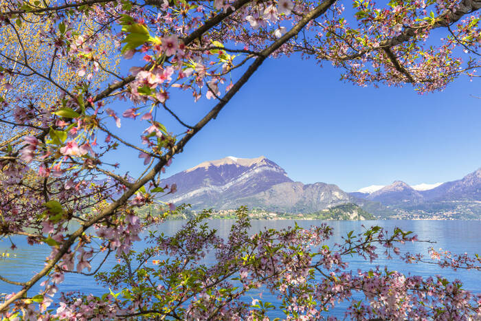 Cerisiers sur le lac de Côme Italie Cerisiers sur le lac de Côme Italie