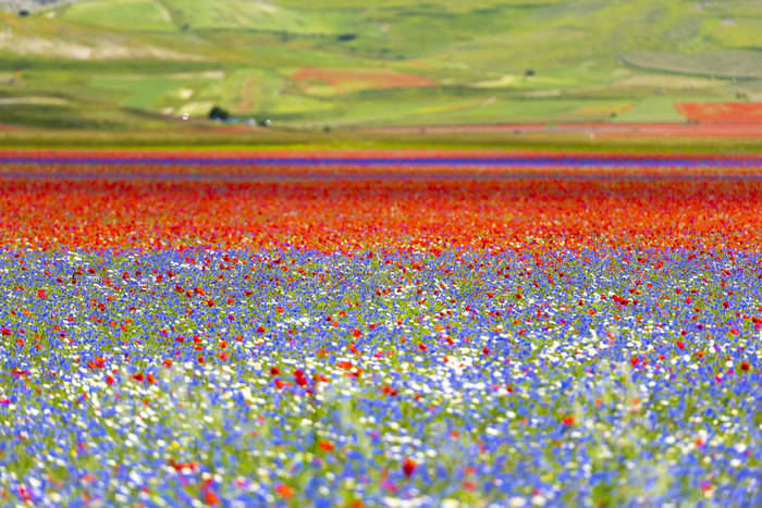 Les fleurs s'épanouissent Les fleurs s'épanouissent
