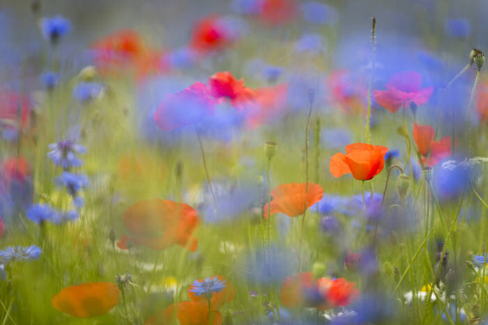 Pré de fleurs sauvages de coquelicots et bleuets Pré de fleurs sauvages de coquelicots et bleuets