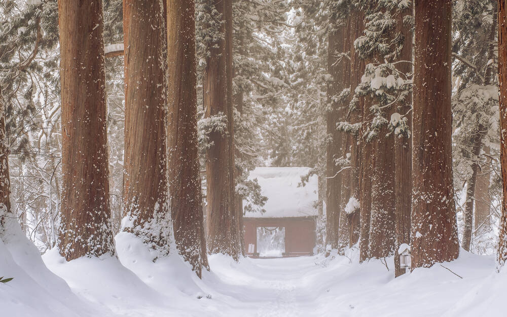 Togakushi forest