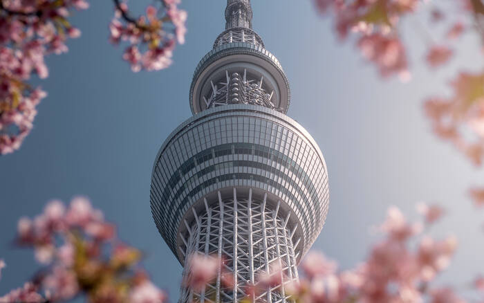 Skytree et cerisiers Skytree et cerisiers