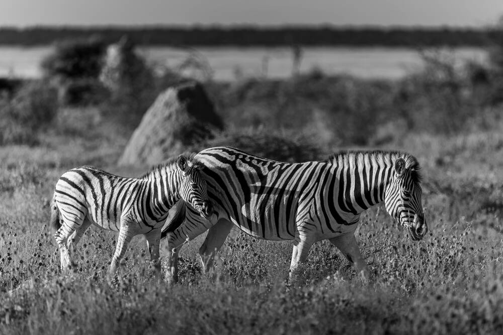 Jonge zebra en moederzebra op de savanne