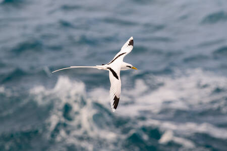 Vingar på havet Vingar på havet