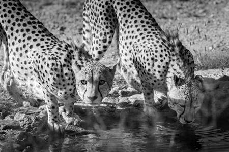 I rovdjurets ögon I rovdjurets ögon