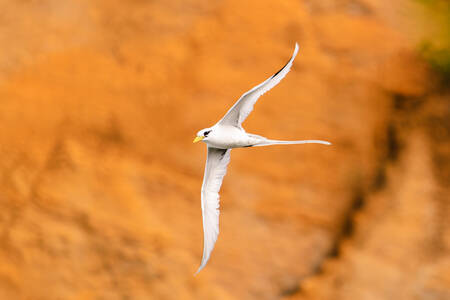 Gyllene flygning Gyllene flygning