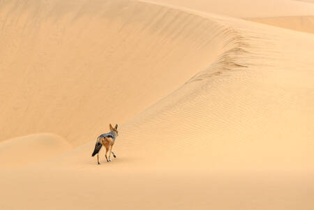 Den ensamme upptäcktsresanden Den ensamme upptäcktsresanden
