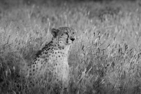 Geparden under observation Geparden under observation