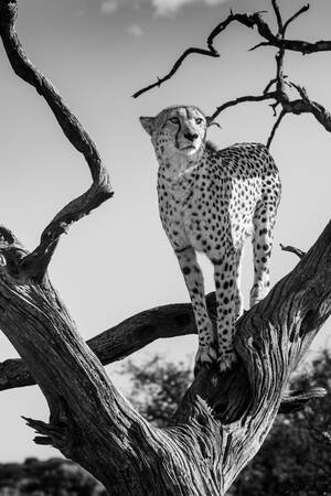 Jägarens tron Jägarens tron