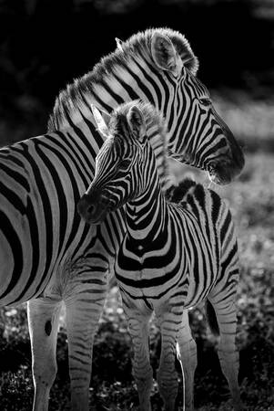 Mamma zebra e il suo cucciolo Mamma zebra e il suo cucciolo