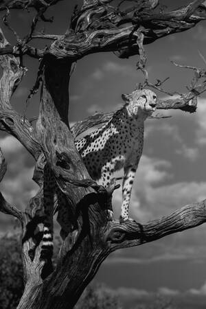 Cheetah observation från ovan Cheetah observation från ovan