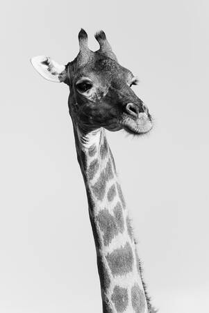 Porträtt av en giraff Porträtt av en giraff