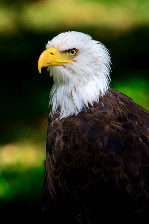 Portret van een adelaar