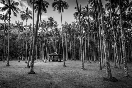 Tableau Refuge de Palmiers