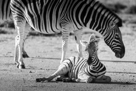 Tranquillità selvaggia Tranquillità selvaggia