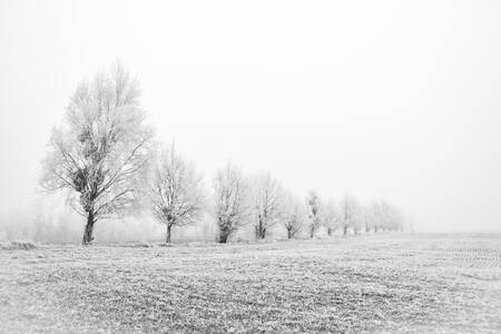 Lange Bäume im Winter Lange Bäume im Winter