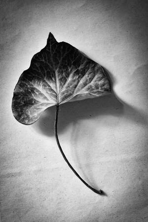 Orgoglioso Orgoglioso