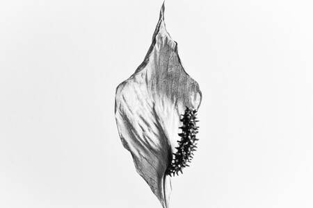 Fiore di vela Fiore di vela