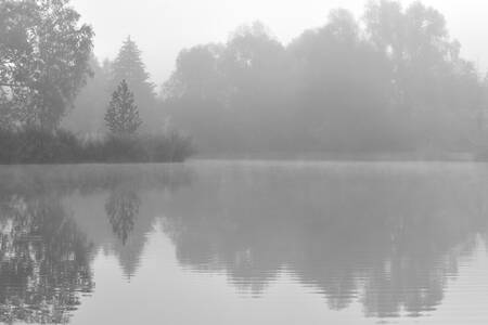 Alberi sul lungomare Alberi sul lungomare