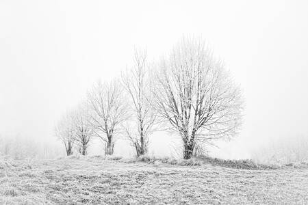 Alberi invernali Alberi invernali