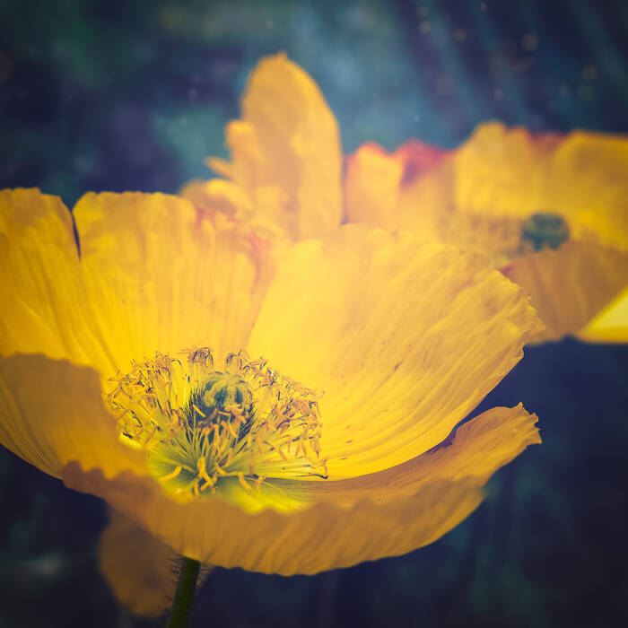 Bouton d'or Bouton d'or