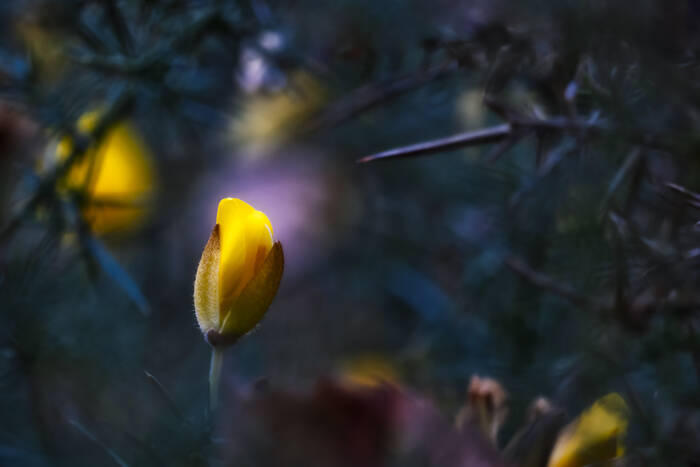L'aiguille L'aiguille