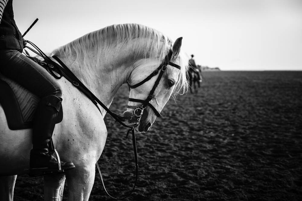 In attesa del galoppo