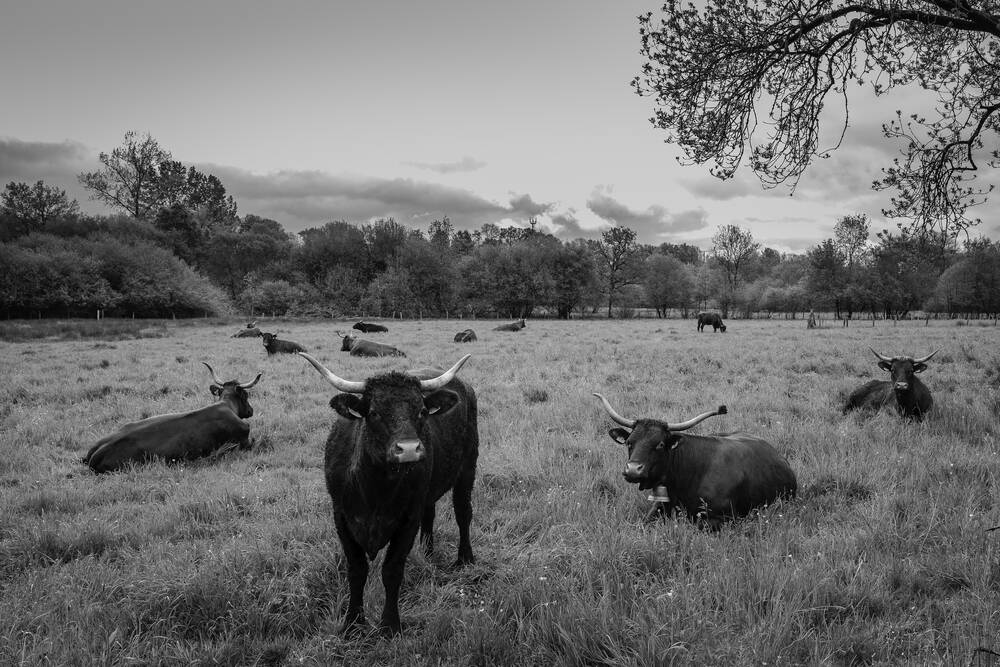 Svegliarsi nel prato