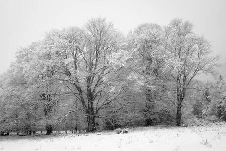 Hêtres sous la neige